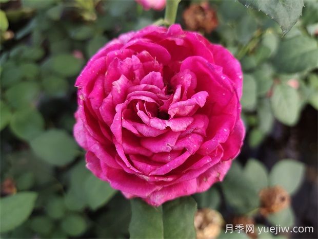 雙人芭蕾月季的優(yōu)缺點(diǎn)是什么？(圖1)