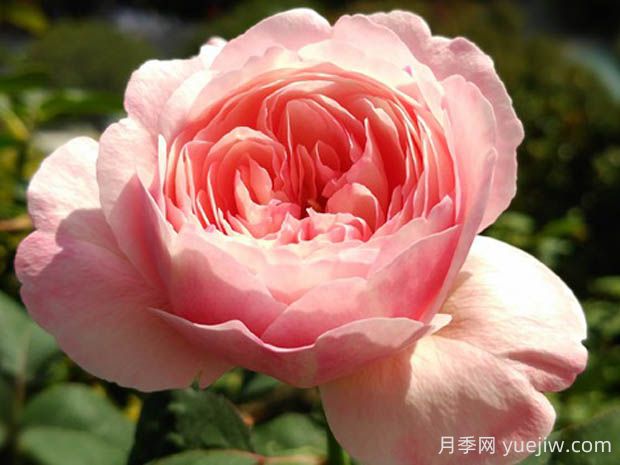 環(huán)月季的優(yōu)缺點是什么？(圖1)