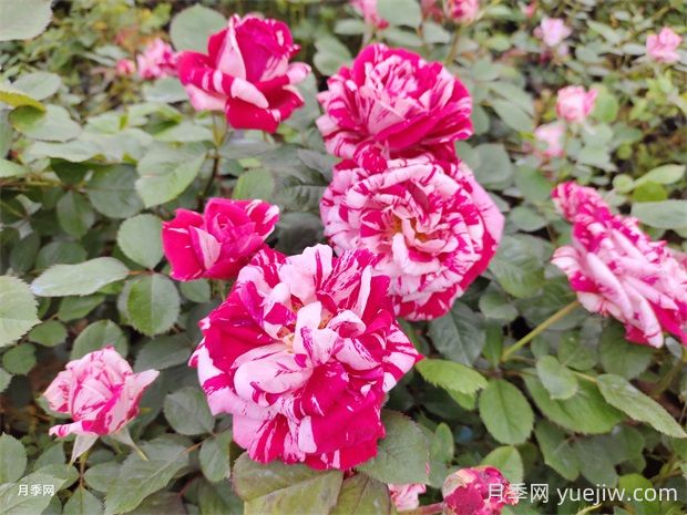 節(jié)日禮花月季的優(yōu)點有哪些？(圖1)