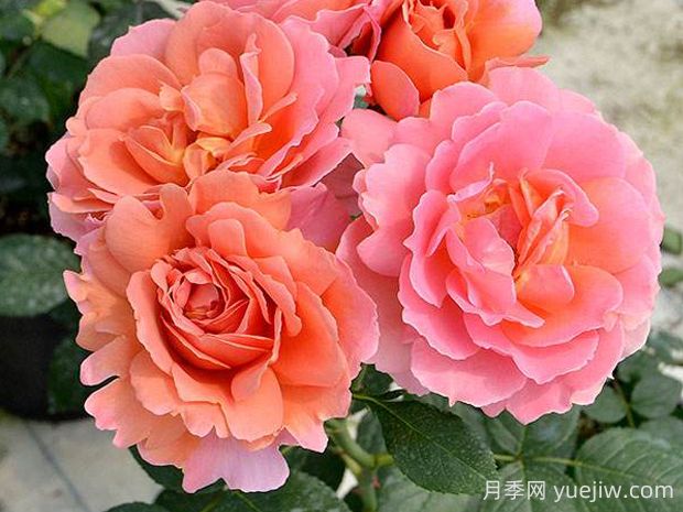茜月季的優(yōu)缺點(diǎn)是什么？(圖1)