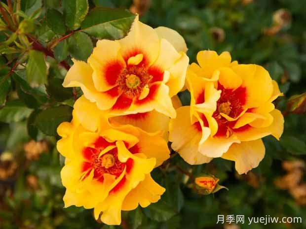 霞舞月季的優(yōu)缺點(diǎn)是什么？(圖1)
