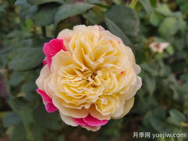 風(fēng)月月季的優(yōu)缺點(diǎn)是什么？(圖1)