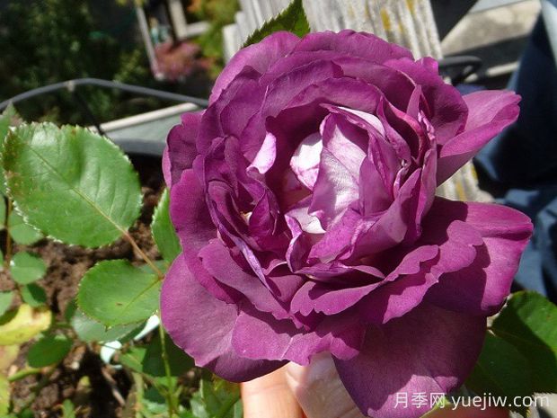 哈德斯菲爾德合唱團(tuán)月季的優(yōu)缺點(diǎn)是什么？(圖1)