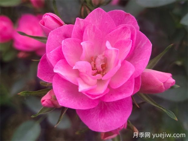 天荷繁星月季的優(yōu)缺點是什么？(圖1)