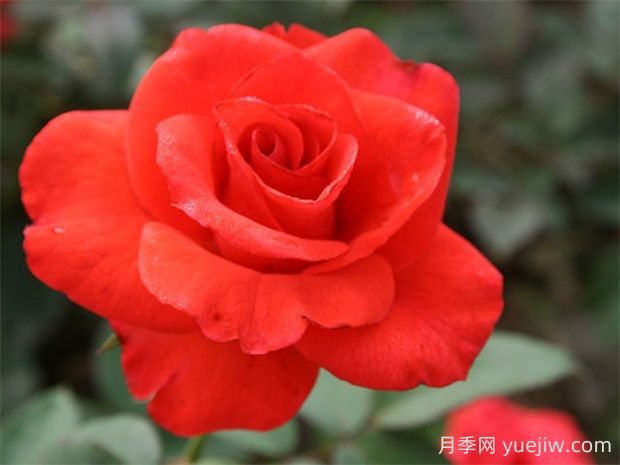 翰錢(qián)月季的優(yōu)缺點(diǎn)是什么？(圖1)