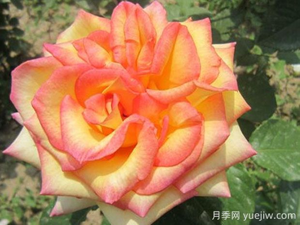 希臘之鄉(xiāng)月季優(yōu)缺點(diǎn)分享(圖1)