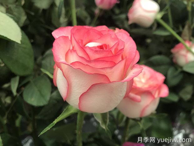 朱米莉亞月季的優(yōu)缺點是什么？(圖1)