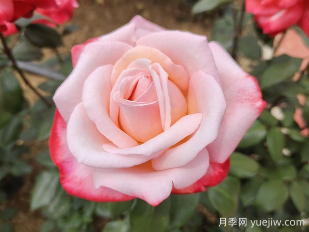 丹頂月季的優(yōu)缺點(diǎn)是什么？(圖1)