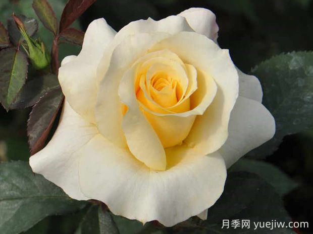晴空月季的優(yōu)缺點是什么？(圖1)