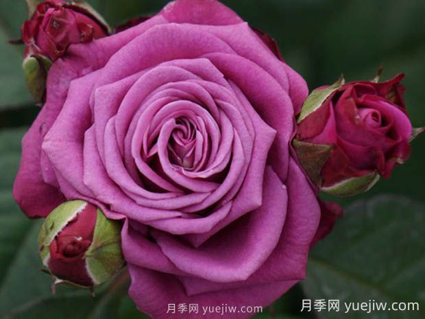 冥王星陽臺月季的優(yōu)缺點(diǎn)是什么？(圖1)