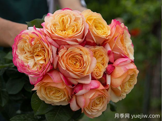 卡普里月季的優(yōu)缺點(diǎn)是什么？(圖1)