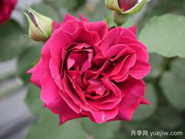 奧德賽月季的優(yōu)缺點是什么？(圖1)