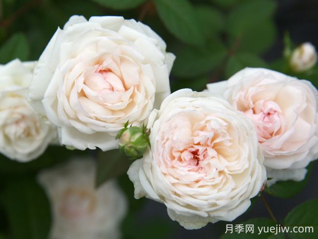 粉妝樓月季的優(yōu)缺點(diǎn)是什么？(圖1)