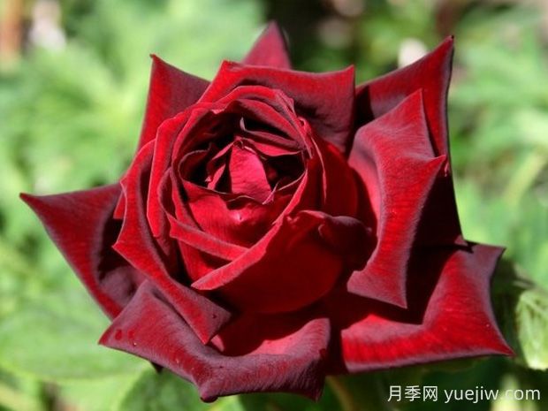 玫昂爸爸月季的優(yōu)缺點(diǎn)是什么？(圖1)