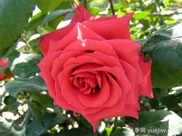 紅衣主教月季的優(yōu)缺點(diǎn)是什么？(圖1)