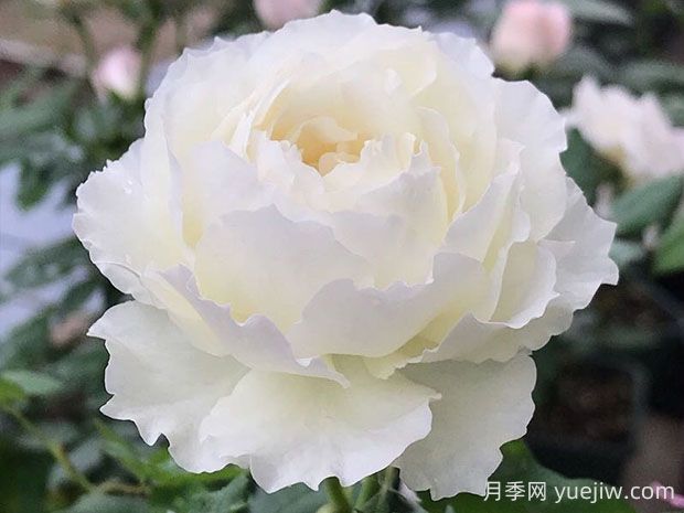 心之水滴月季的優(yōu)缺點分析(圖1)