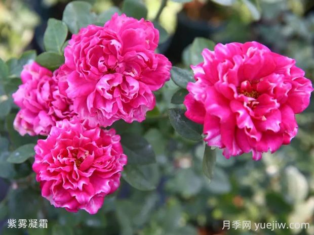 紫霧凝霜月季的優(yōu)缺點是什么？(圖1)