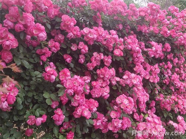 安吉拉月季的優(yōu)缺點(diǎn)是什么？(圖2)