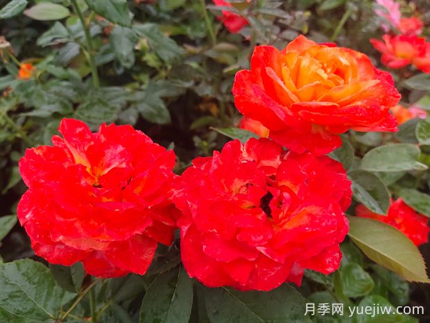 卻可克月季的優(yōu)缺點(diǎn)是什么？(圖1)