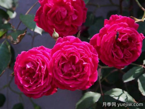 軟香紅月季的優(yōu)缺點是什么？(圖1)