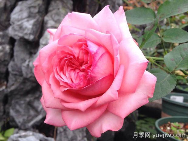 伊芙新娘月季的優(yōu)缺點(diǎn)是什么？(圖1)