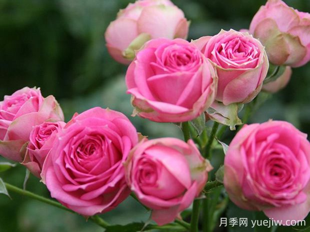 超感月季的優(yōu)缺點是什么？(圖1)