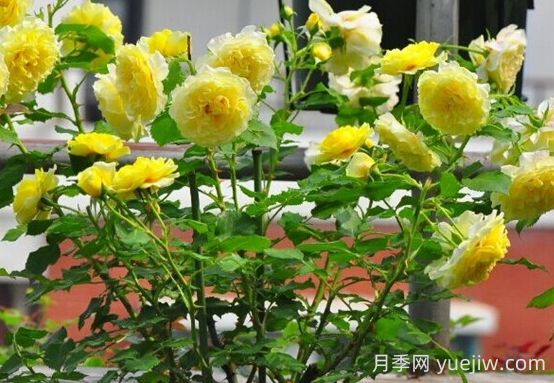 太陽和心月季的優(yōu)缺點是什么？(圖1)