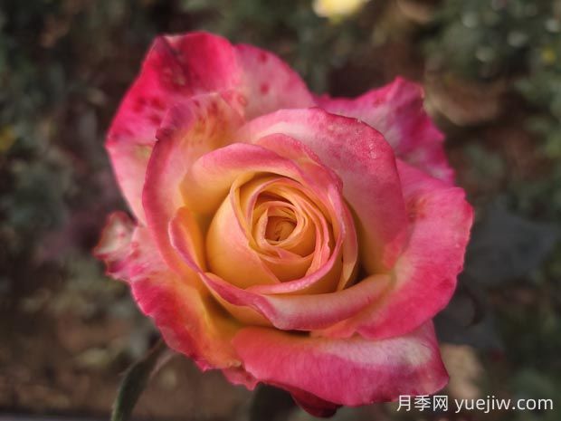 哈雷彗星月季的優(yōu)缺點(diǎn)是什么？(圖1)