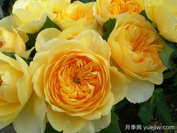 圣女貞德月季的優(yōu)缺點(diǎn)是什么？(圖1)
