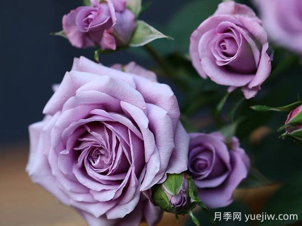薰衣草女神月季的優(yōu)缺點是什么？(圖1)