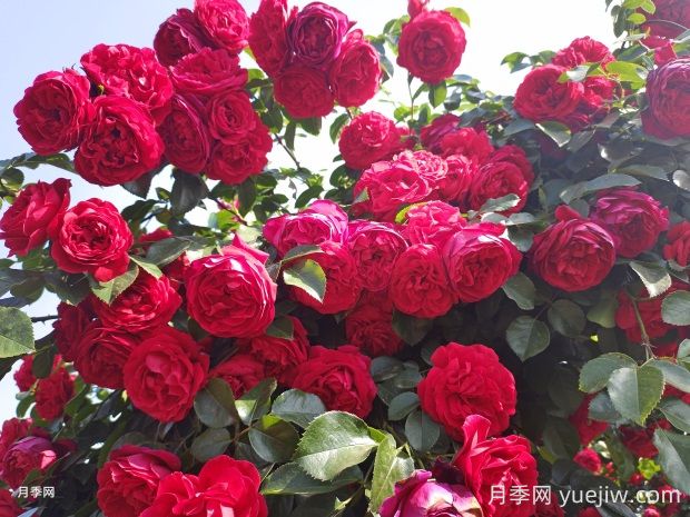 佛羅倫蒂娜月季的優(yōu)缺點是什么？(圖2)