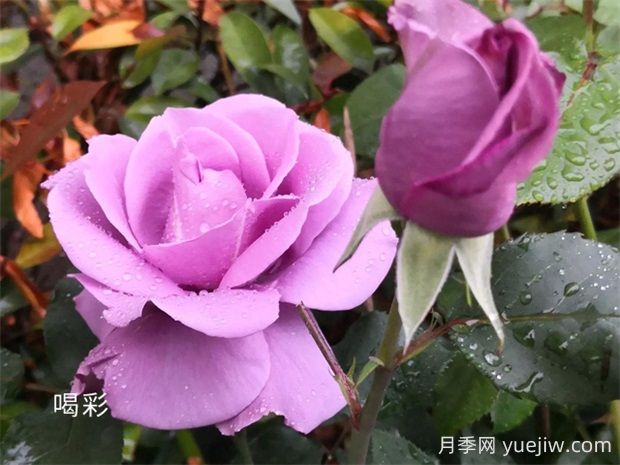 喝彩月季的優(yōu)缺點(diǎn)是什么？(圖1)