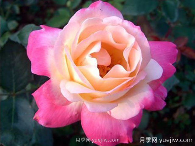 雜技表演月季的優(yōu)缺點(diǎn)是什么？(圖1)