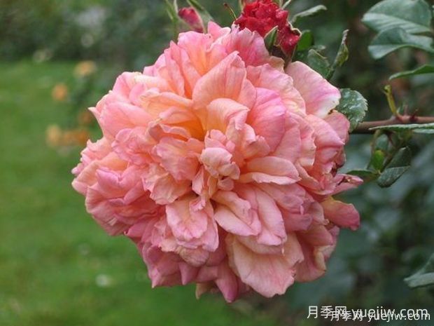 阿羅哈月季的優(yōu)缺點是什么？(圖1)