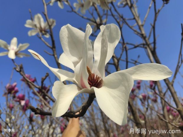 怎樣養(yǎng)殖白玉蘭比較好？(圖1)