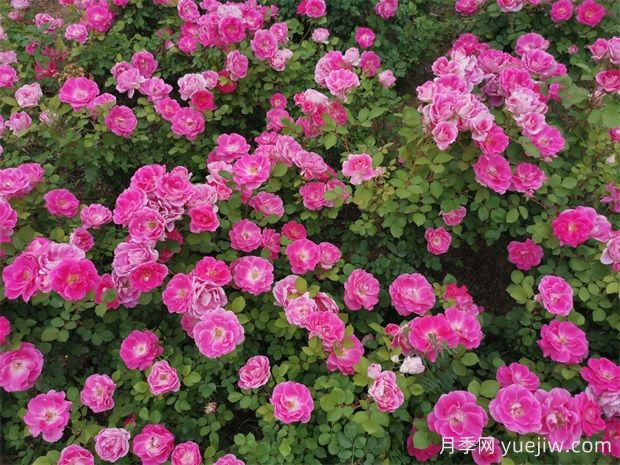 月季文化，此花無日不春風(fēng)(圖3)