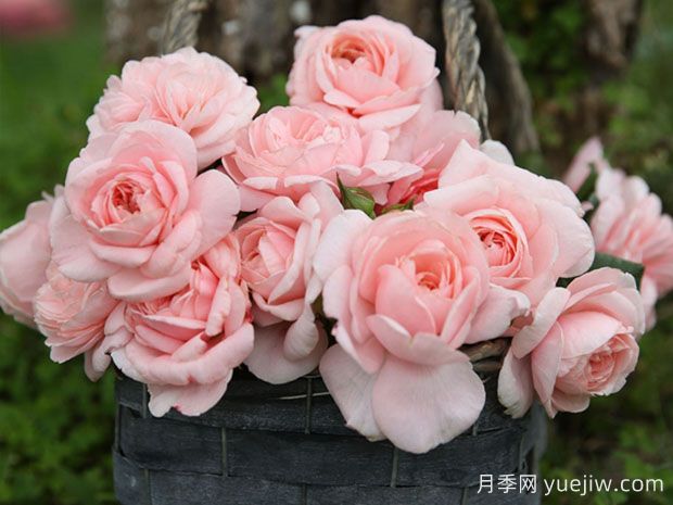 瑪希娜月季的優(yōu)缺點是什么？(圖1)