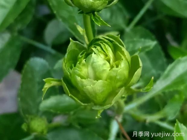 推薦10種美麗的綠色系月季，唯美清新，多款國(guó)月(圖3)