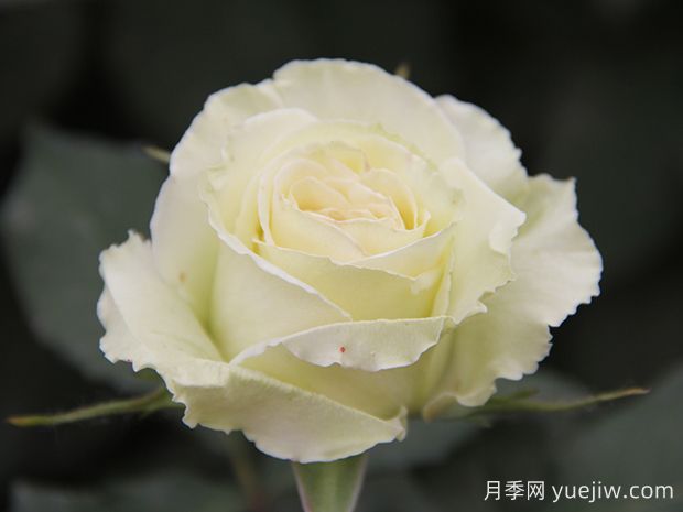 推薦10種美麗的綠色系月季，唯美清新，多款國(guó)月(圖6)