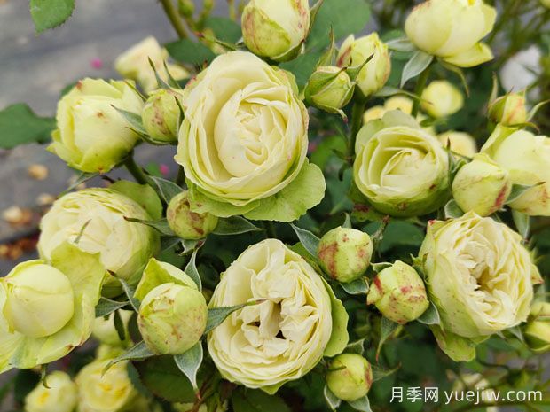 推薦10種美麗的綠色系月季，唯美清新，多款國(guó)月(圖8)