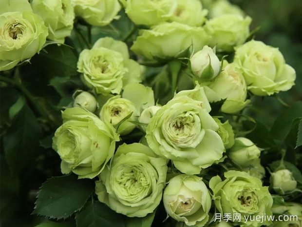 推薦10種美麗的綠色系月季，唯美清新，多款國(guó)月(圖9)