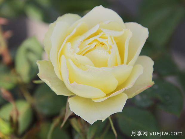 推薦6種綠色系月季品種，清新脫俗，難得一見(圖2)