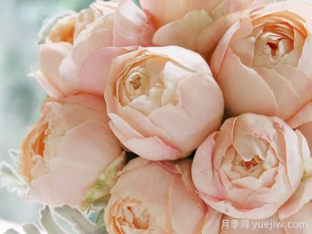 推薦10種杏色系月季品種，朵朵命中你(圖6)