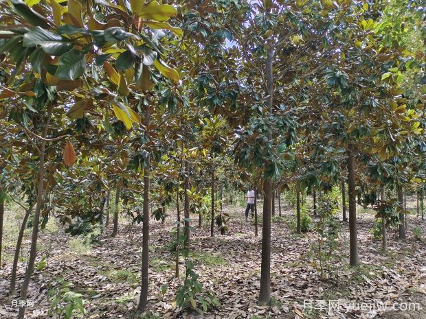 廣玉蘭越長越禿頂，問題究竟出在哪兒？(圖1)