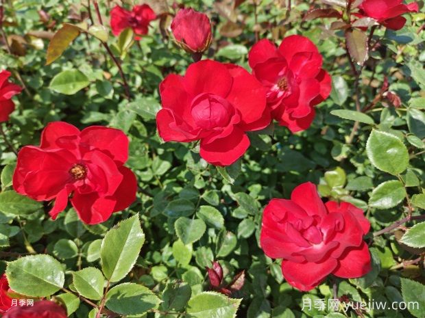 夏天養(yǎng)月季花害怕4種水，會把花澆死(圖1)
