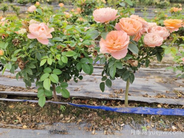 怎樣提高苗木成活率？ 花木嫁接注意事項(圖1)
