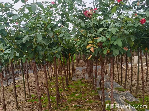 樹狀月季枝條干枯了怎么辦？(圖1)