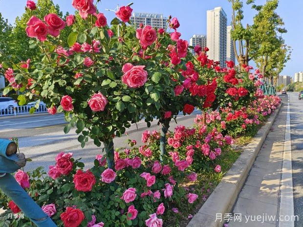 南陽月季，月季之鄉(xiāng)譽滿全球(圖1)
