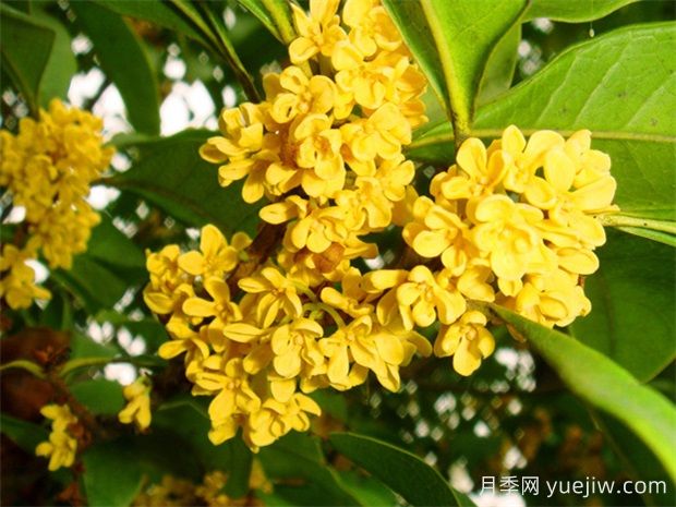 桂花有幾種顏色？(圖1)
