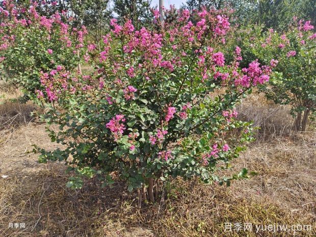 紫薇什么時(shí)候開(kāi)花？(圖1)